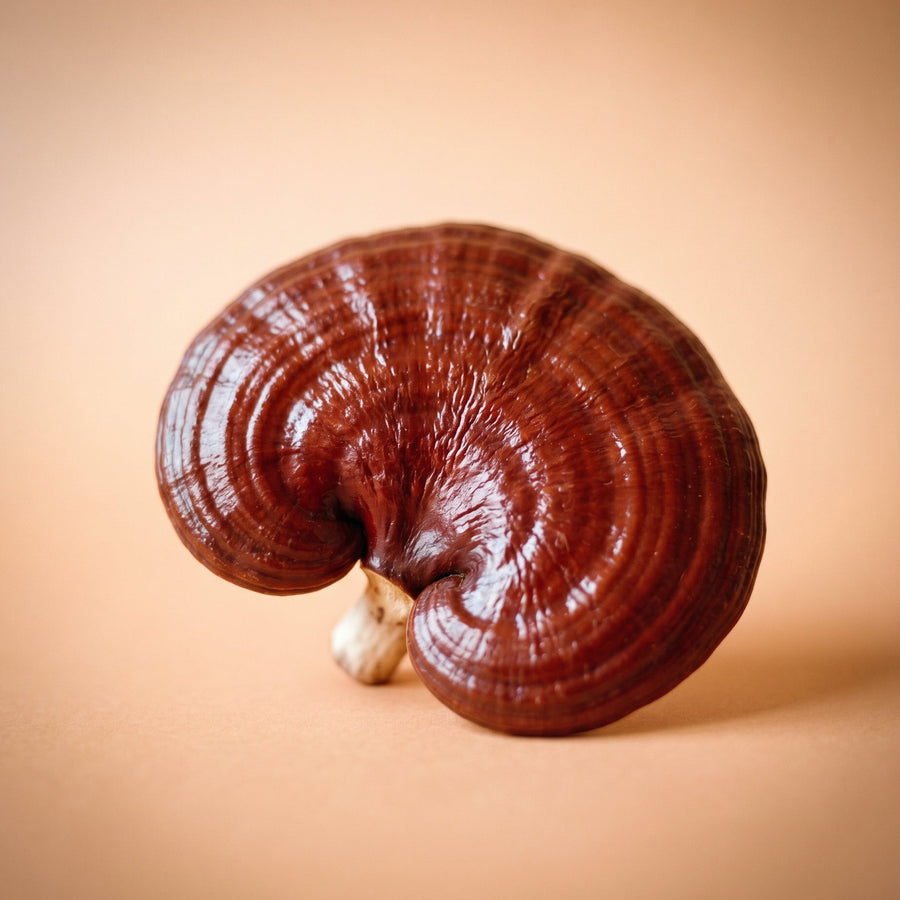 Reishi
