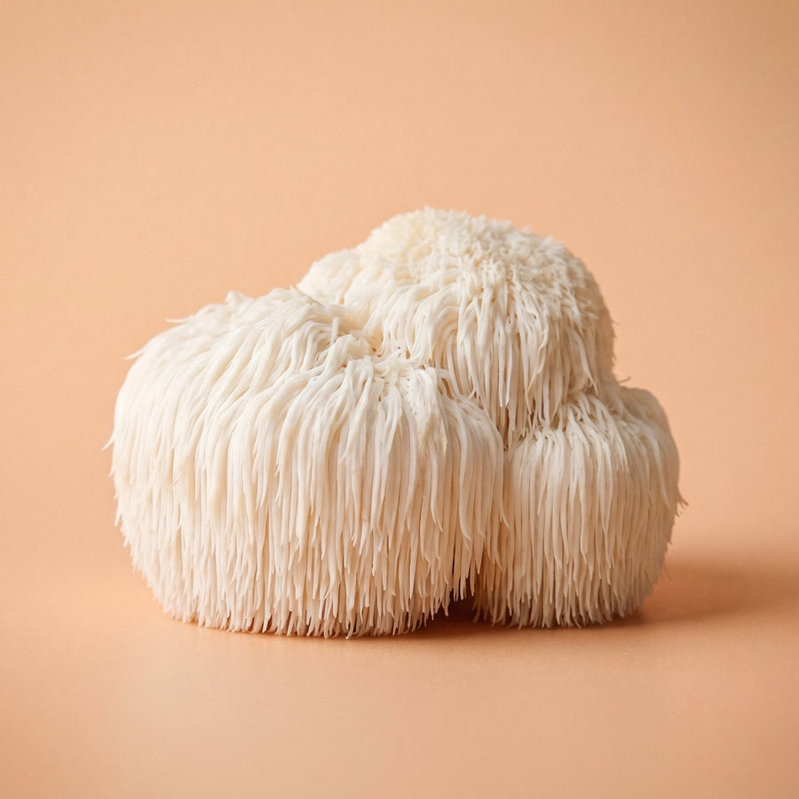 Lion's Mane