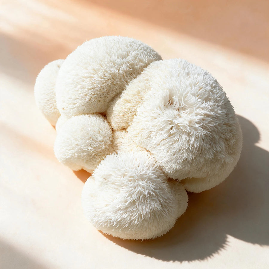 Lion's Mane