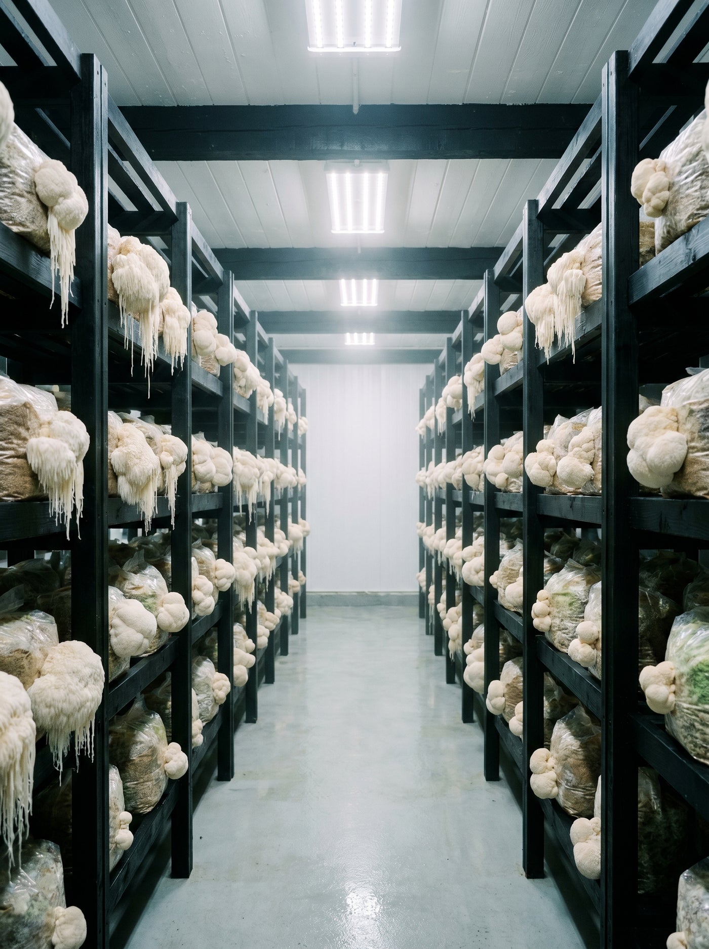 Lion's mane · grow room