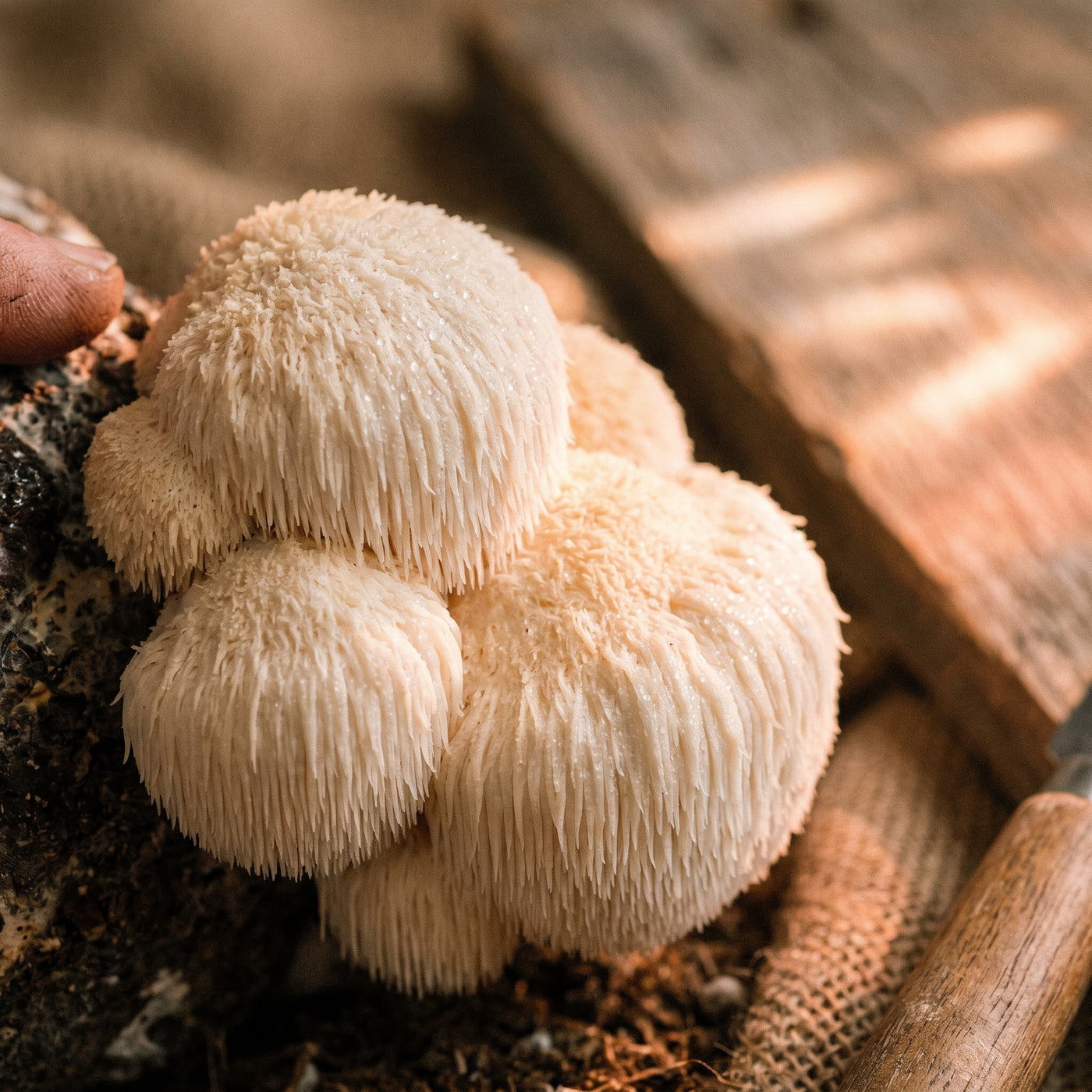 Fresh fruiting