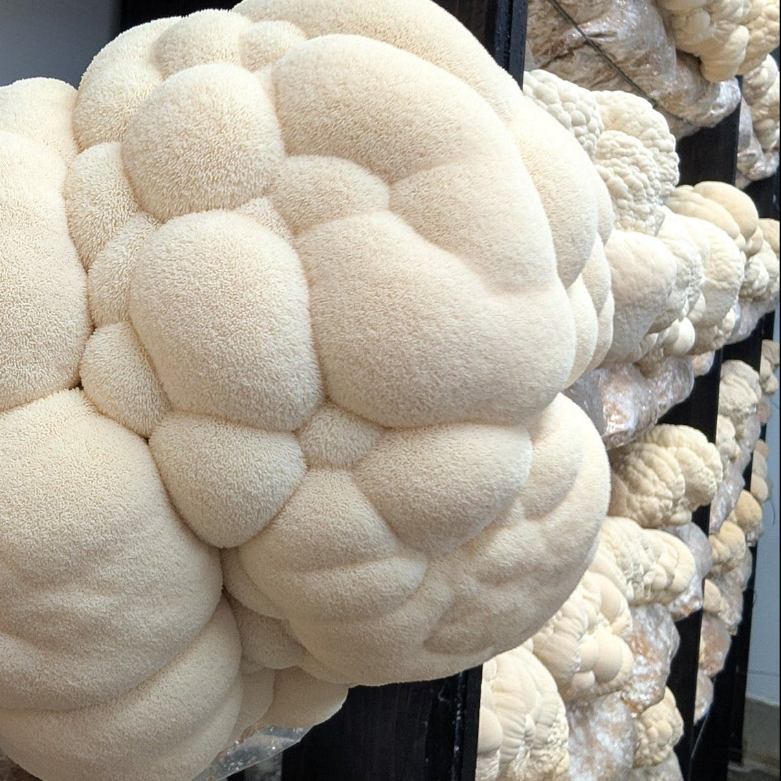 Our Lion's Mane coming to fruition